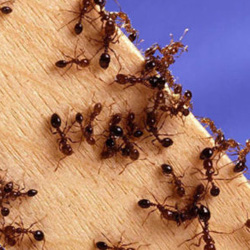 Exterminator Dallas TX Ant Removal