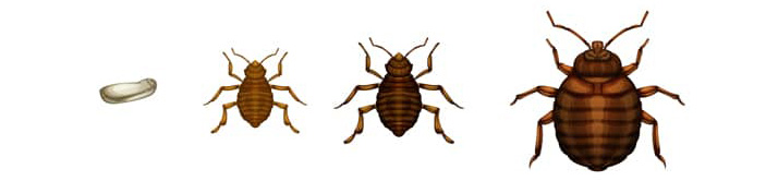 Exterminator Dallas TX Bed Bug Diagram