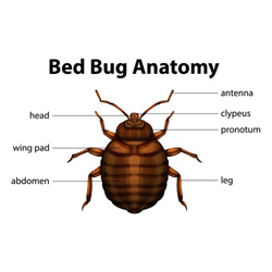 Exterminator Dallas TX Bed Bug Removal Services