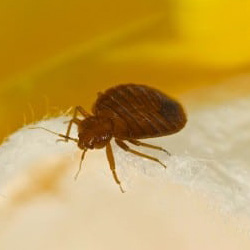 Exterminator Dallas TX Bed Bug Removal Services