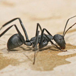 Exterminator Dallas TX Carpenter Ant Removal