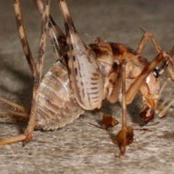 Exterminator Dallas TX Cave Cricket Removal