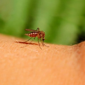 Exterminator Dallas TX Mosquito Control