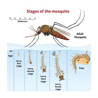 Exterminator Dallas TX Mosquito Control