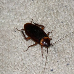 Exterminator Dallas TX Roach Removal