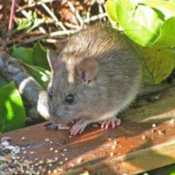 Exterminator Dallas TX Rodent Removal