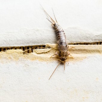 Exterminator Dallas TX Silverfish Control