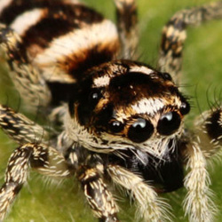 Exterminator Dallas TX Spider Removal
