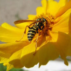 Exterminator Dallas TX Stinging Insect Removal