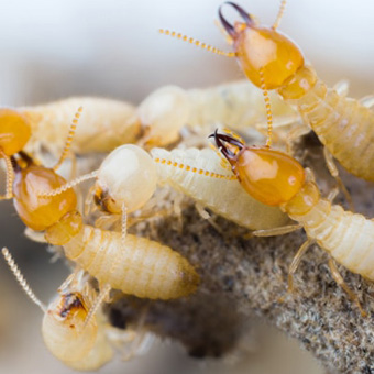 Exterminator Dallas TX Termite Control