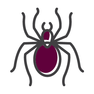 Pest Control Dallas TX Spider